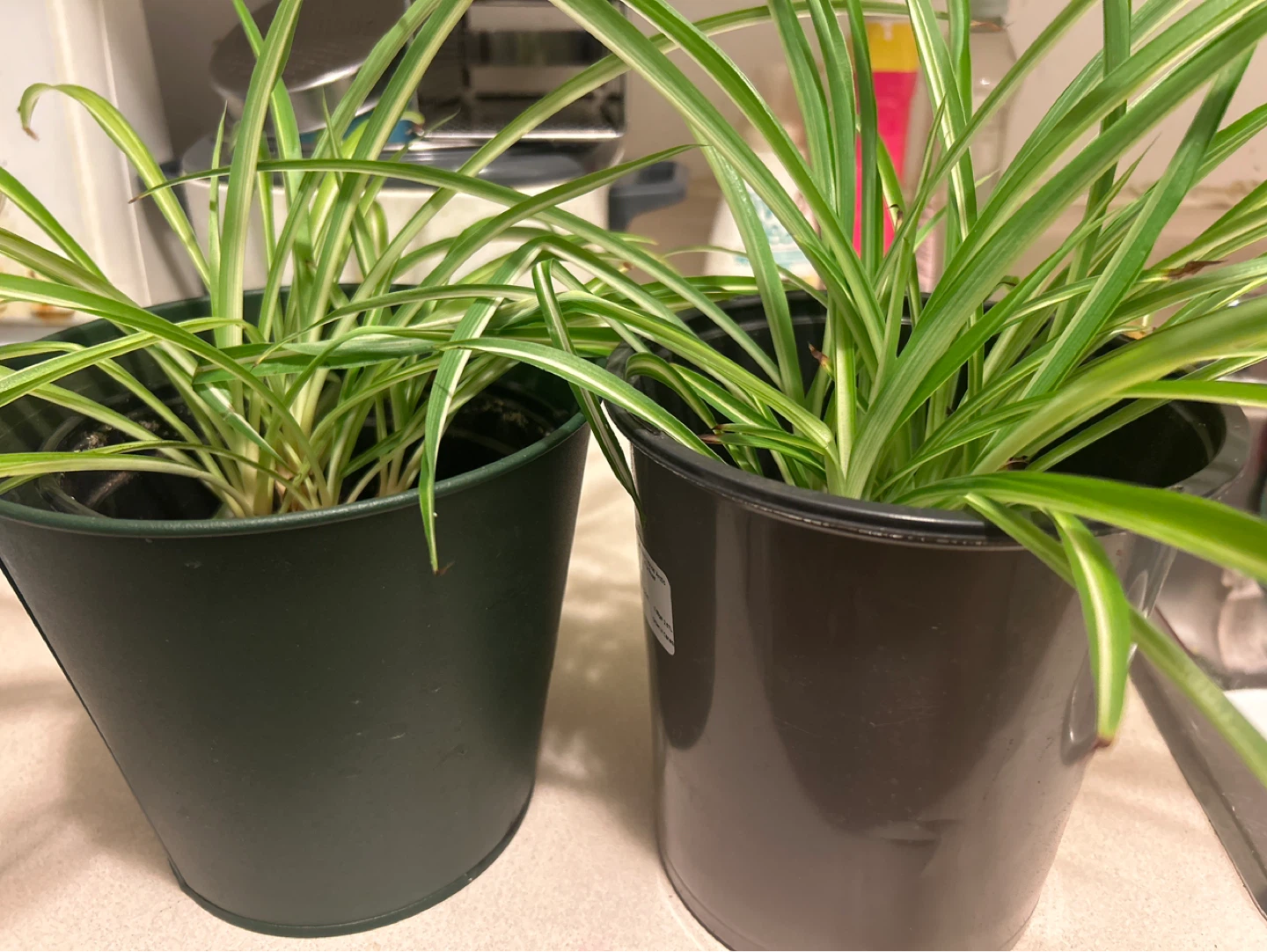 Spider Plants in 2 Pots all for $10