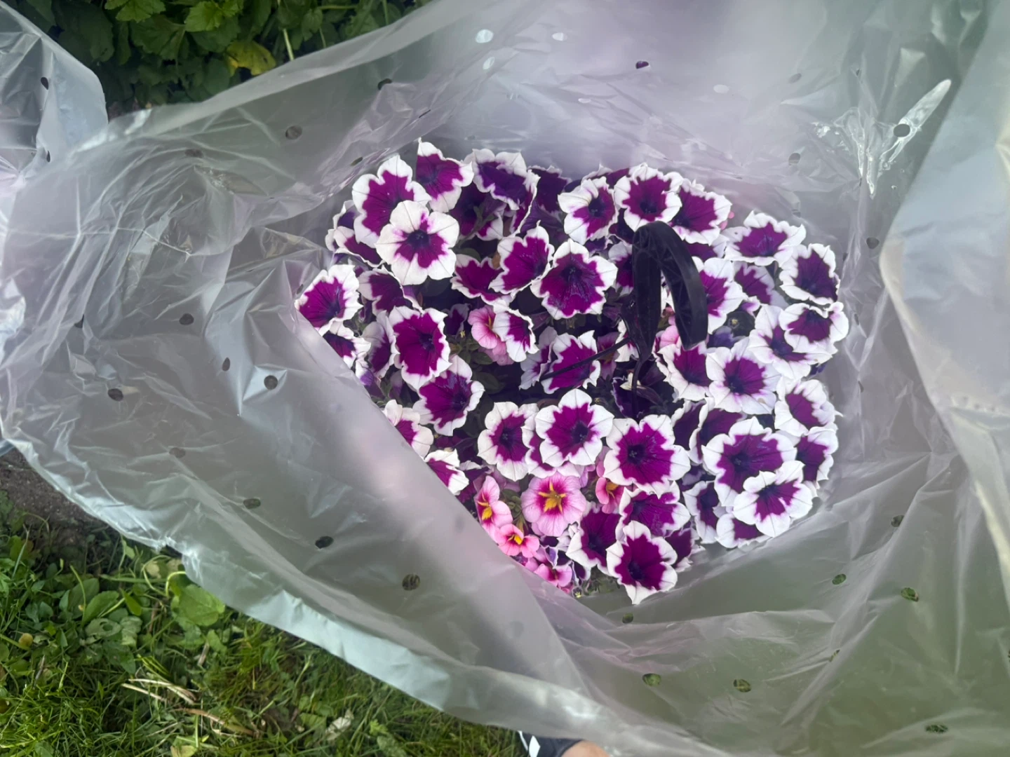 Hanging basket with purple and white flowers