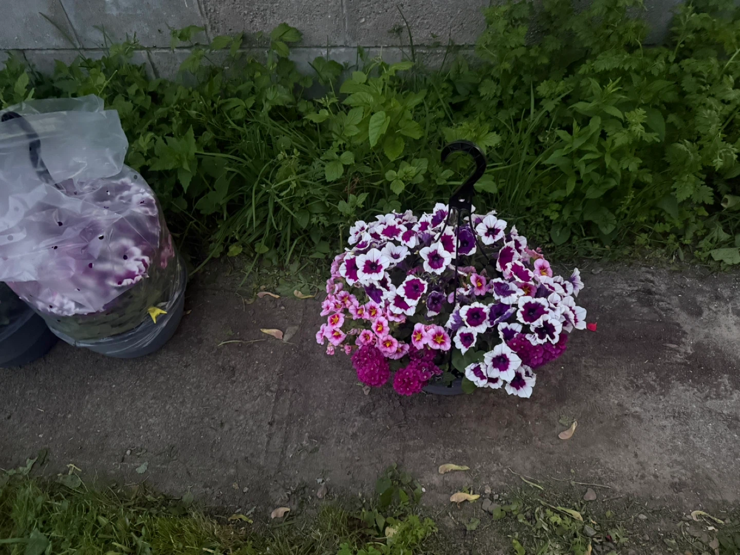 Hanging basket with purple and white flowers - photo 2