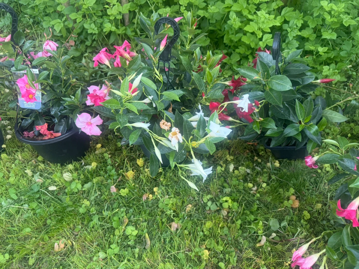 Mandevilla hanging baskets with pink, white and red flowers - photo 3