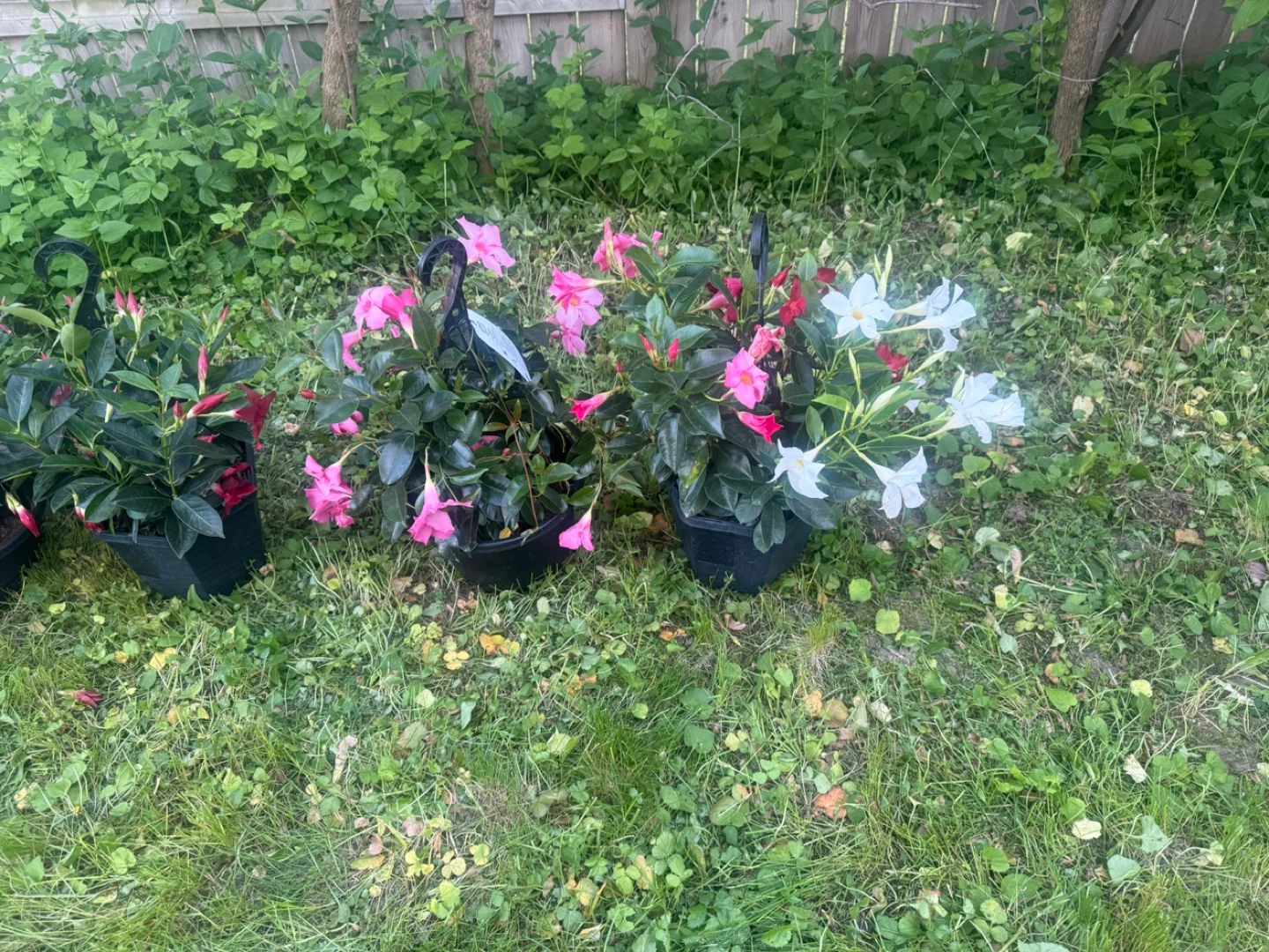 Mandevilla hanging baskets with pink, white and red flowers - photo 4