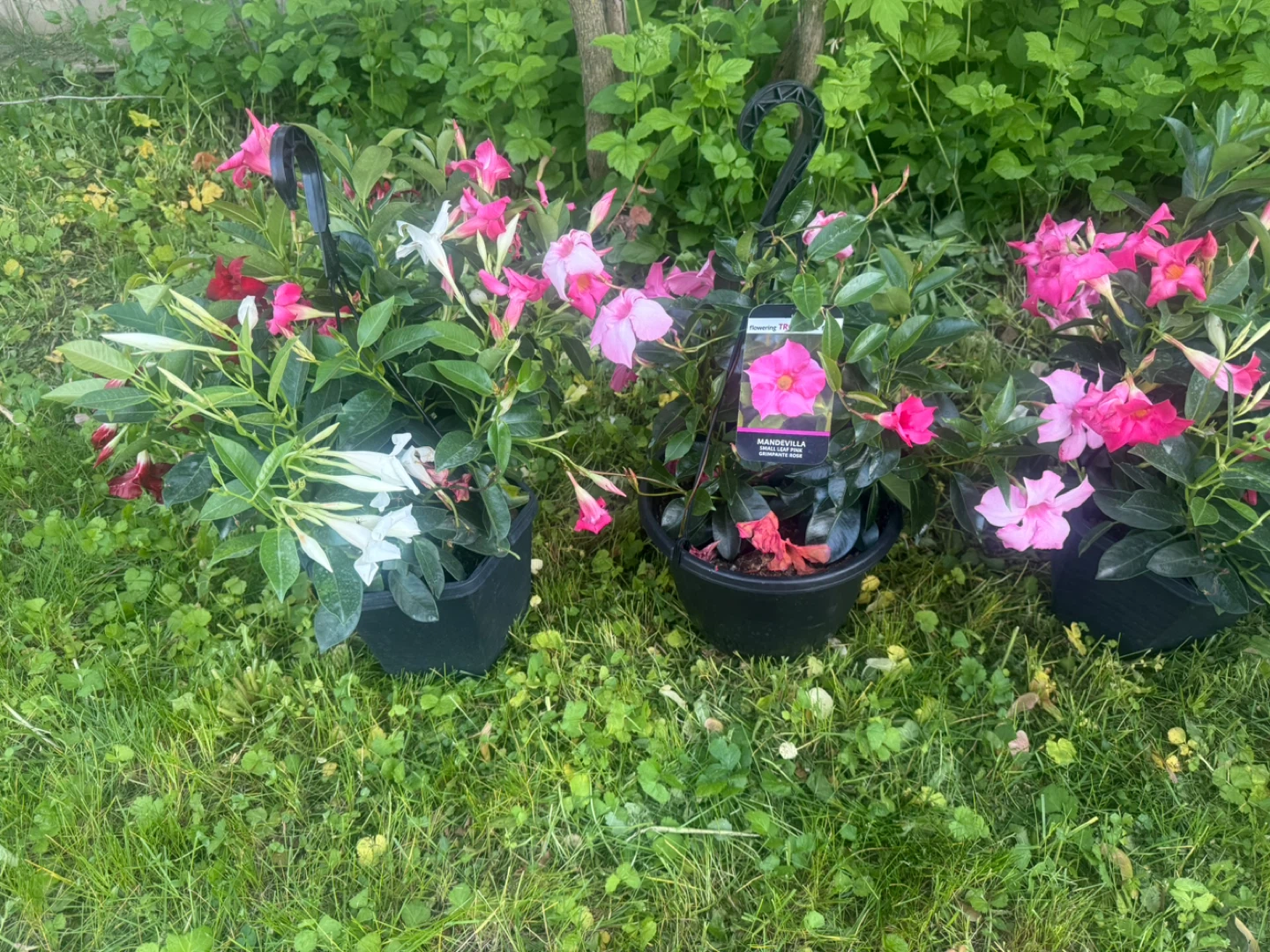 Mandevilla hanging baskets with pink, white and red flowers - photo 2