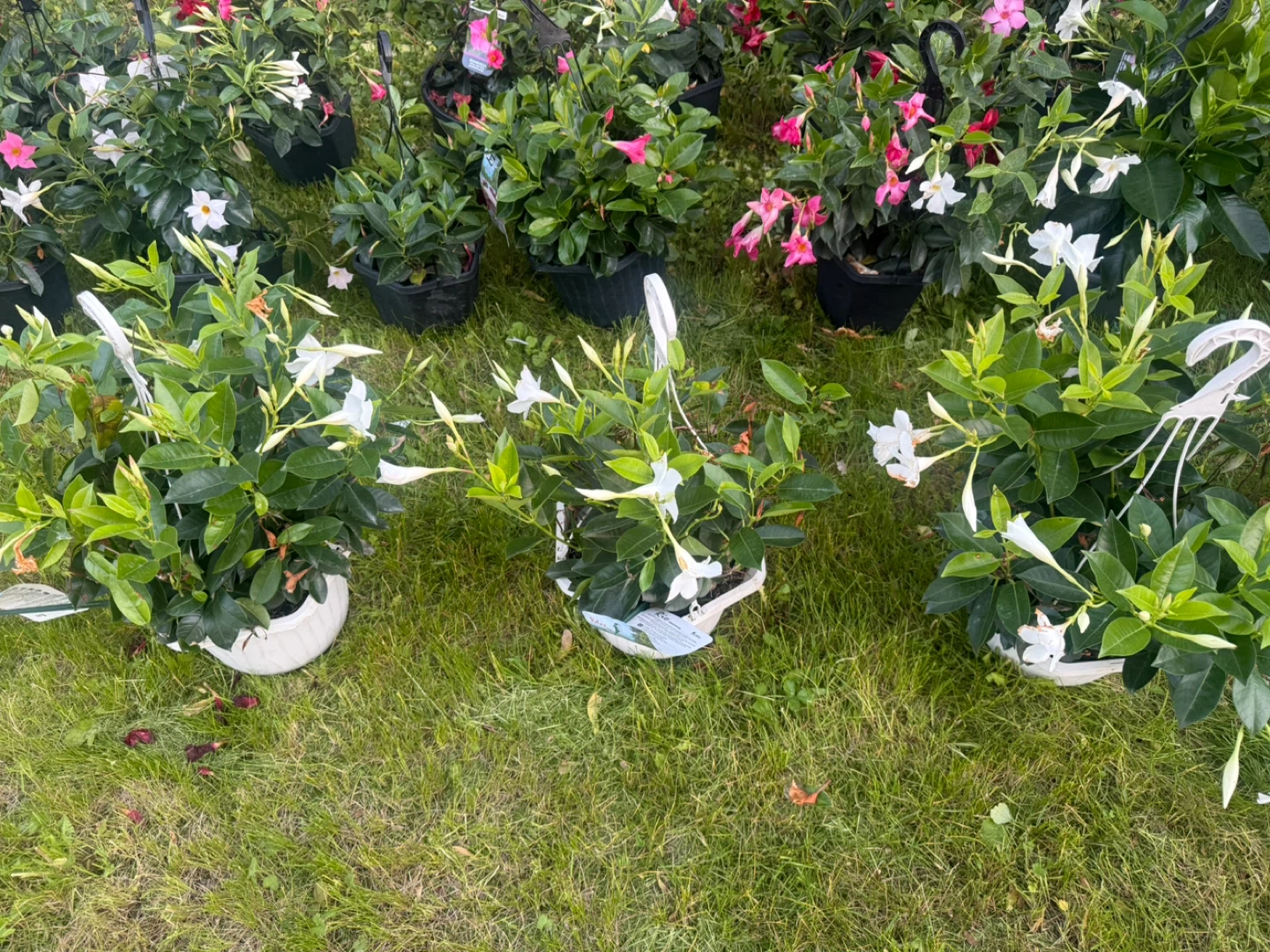 Mandevilla hanging baskets with pink, white and red flowers