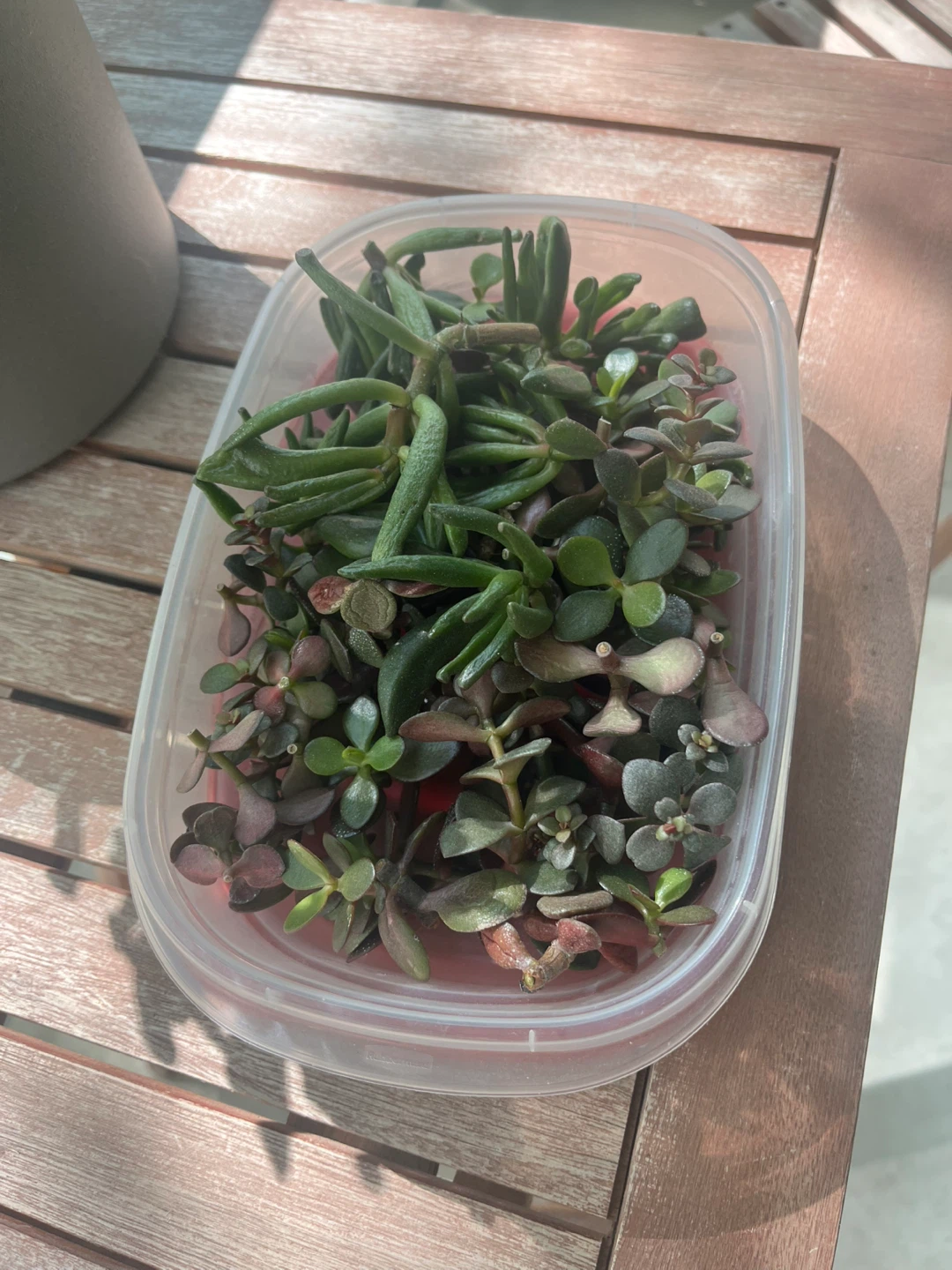 Jade plant cuttings