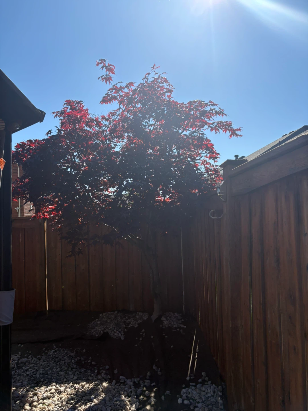 Japanese Maple Tree