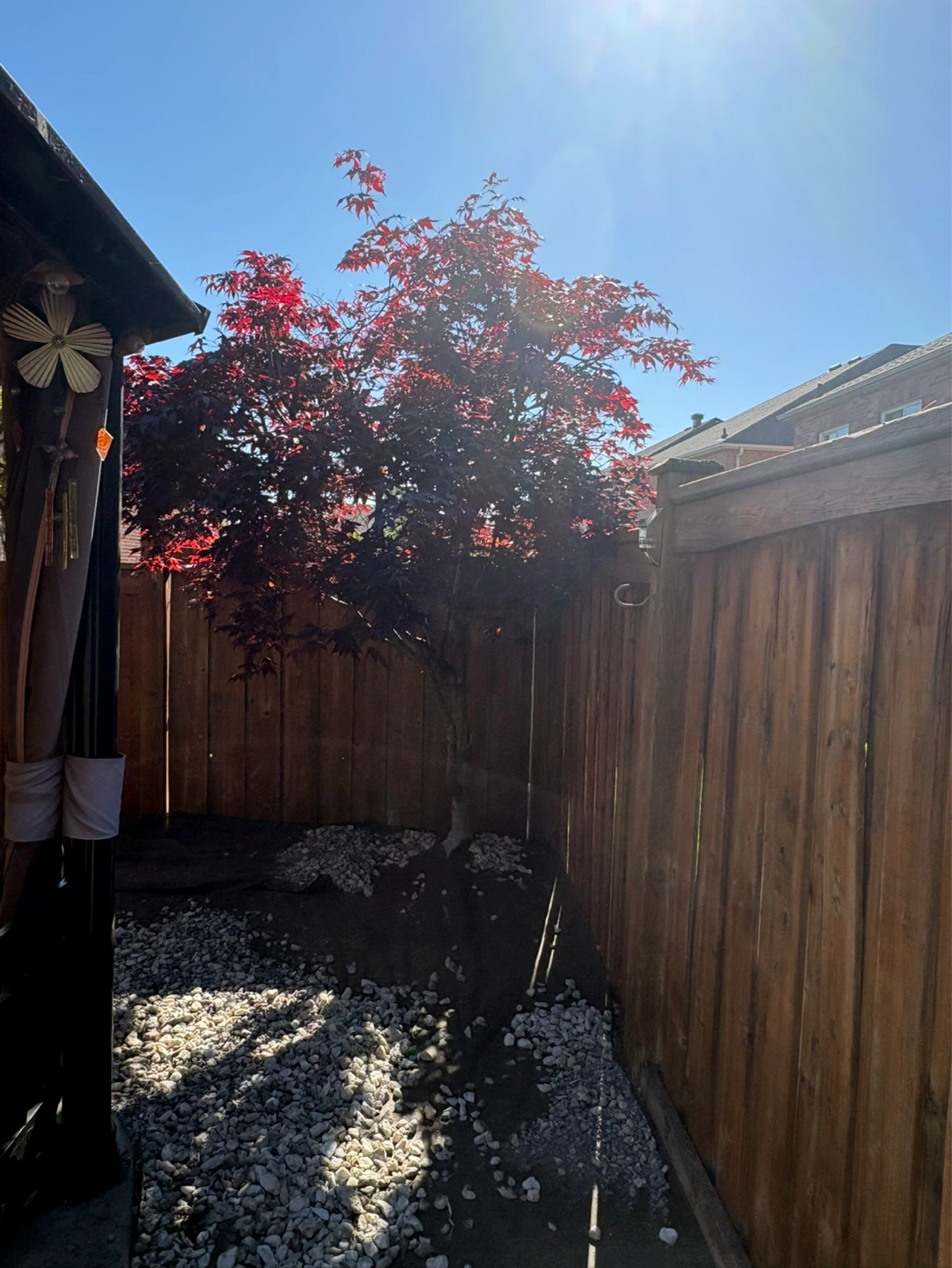 Japanese Maple Tree - photo 2