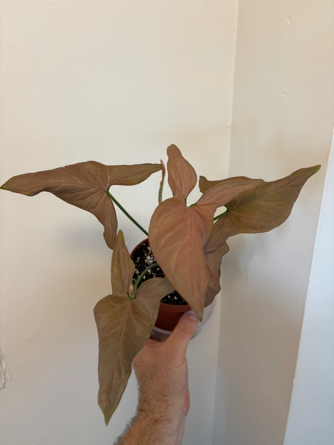 Pink Syngonium - photo 3