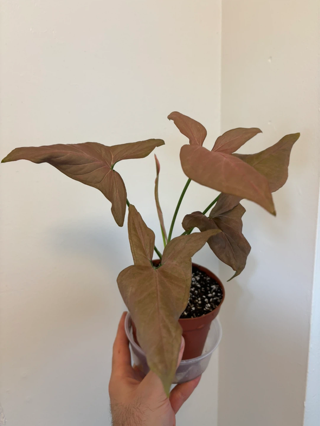 Pink Syngonium
