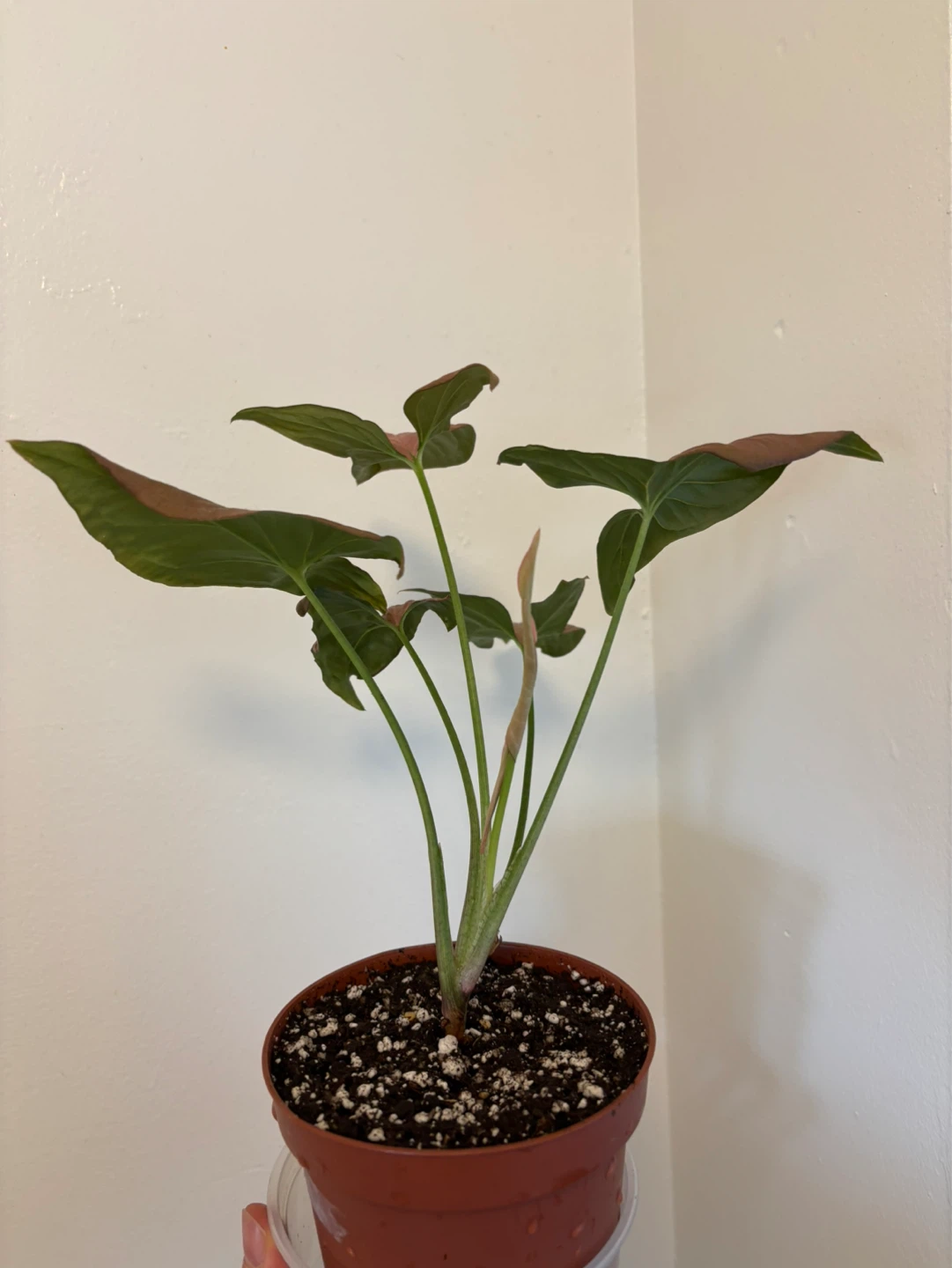 Pink Syngonium - photo 4
