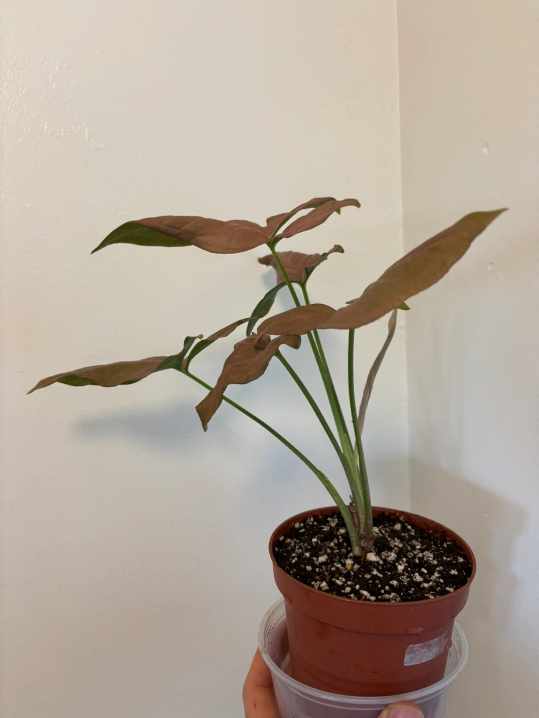 Pink Syngonium - photo 5