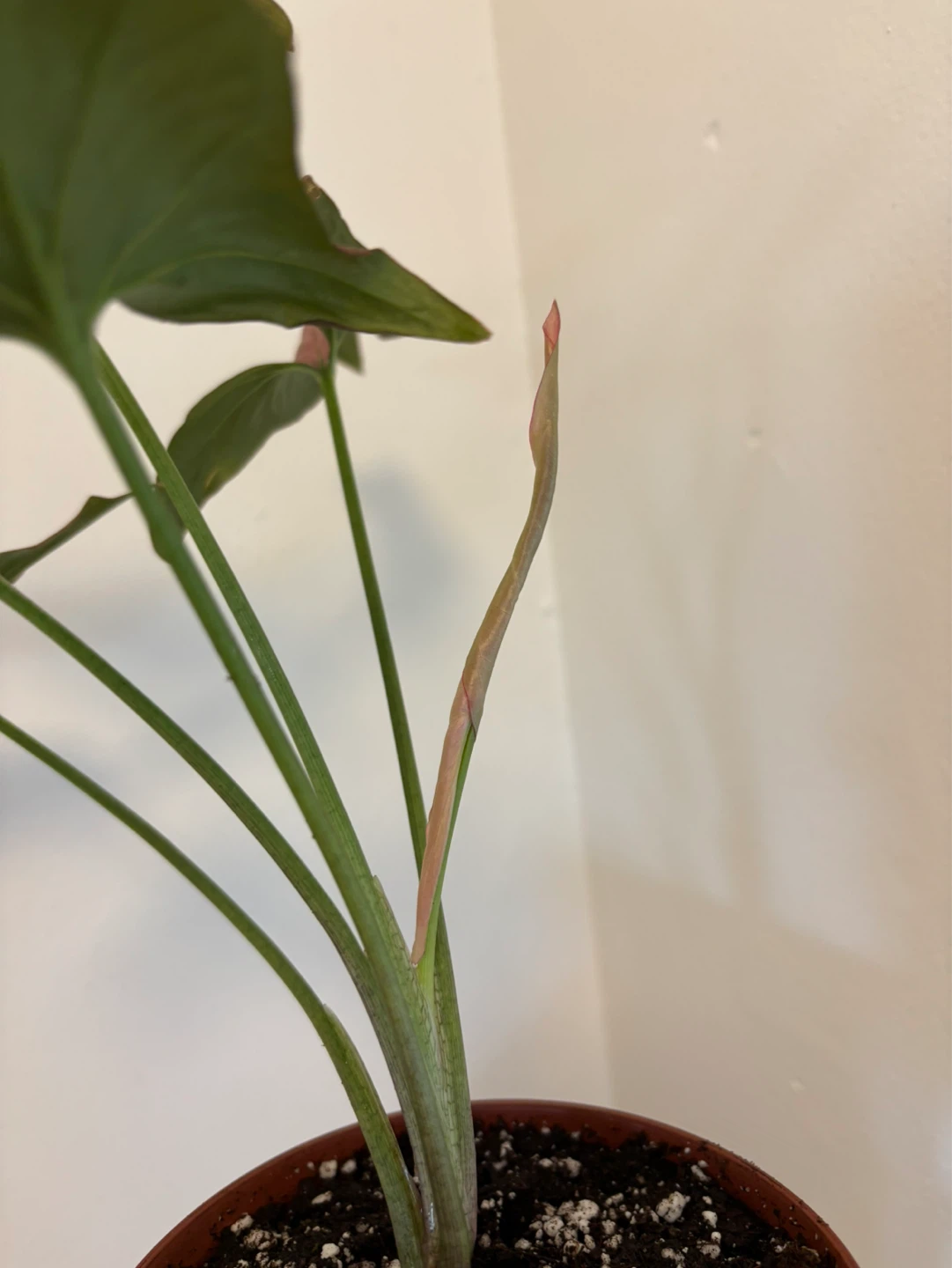 Pink Syngonium - photo 2