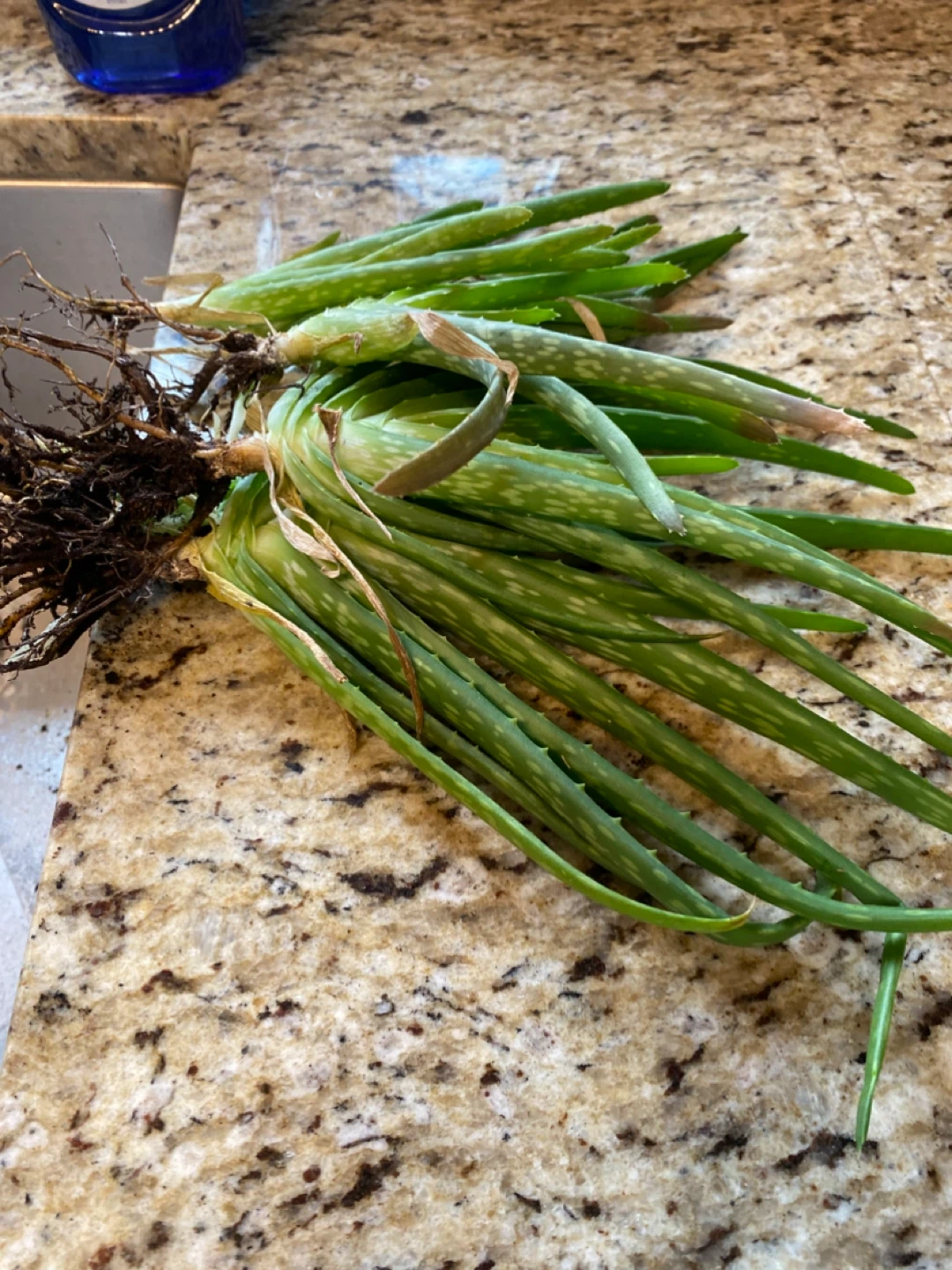 FREE Aloe Vera Plants with Roots