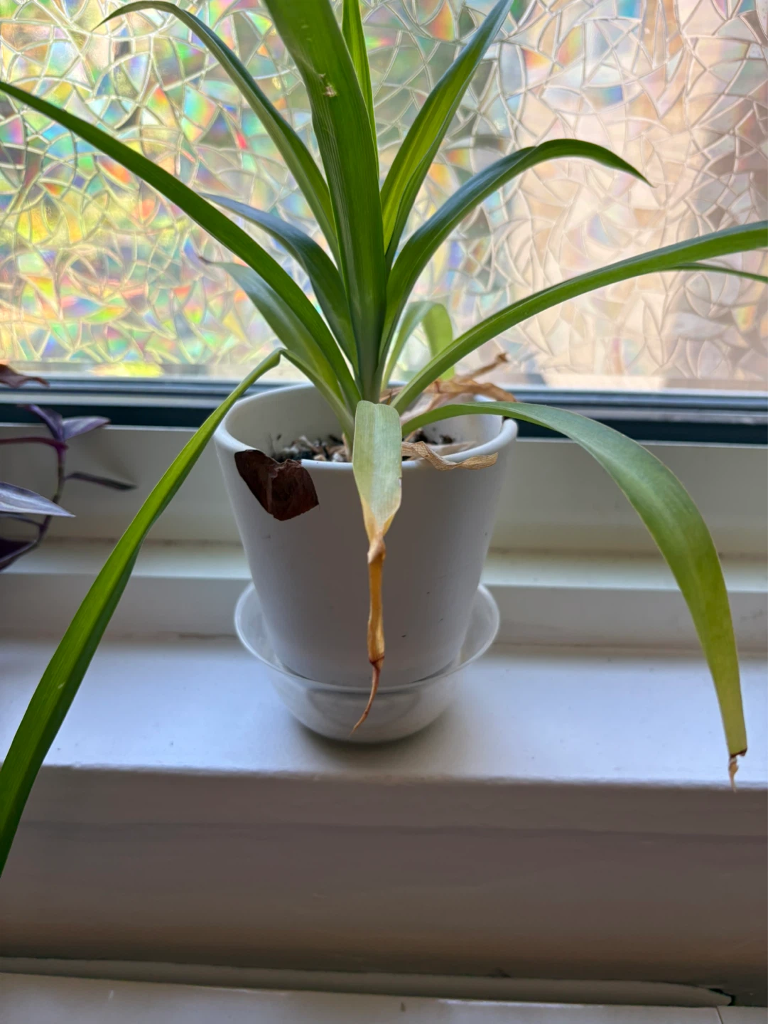 Spider Plant in White Pot