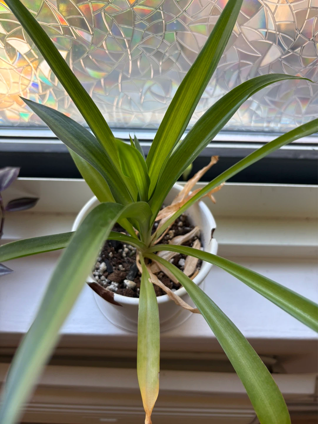 Spider Plant in White Pot - photo 2