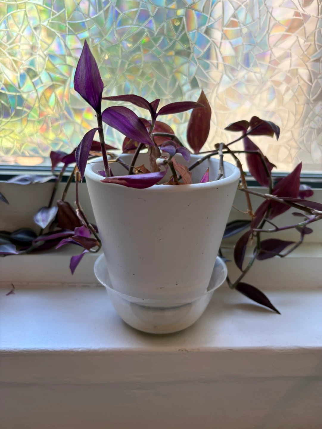 Purple Wandering dude Plant in White Pot