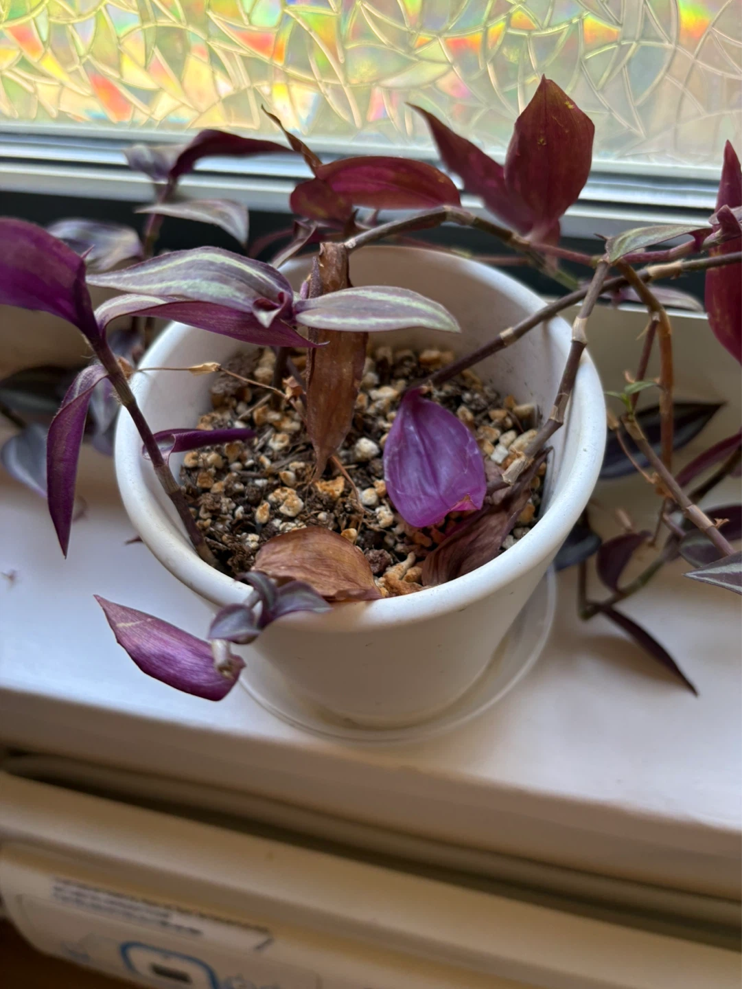 Purple Wandering dude Plant in White Pot - photo 2