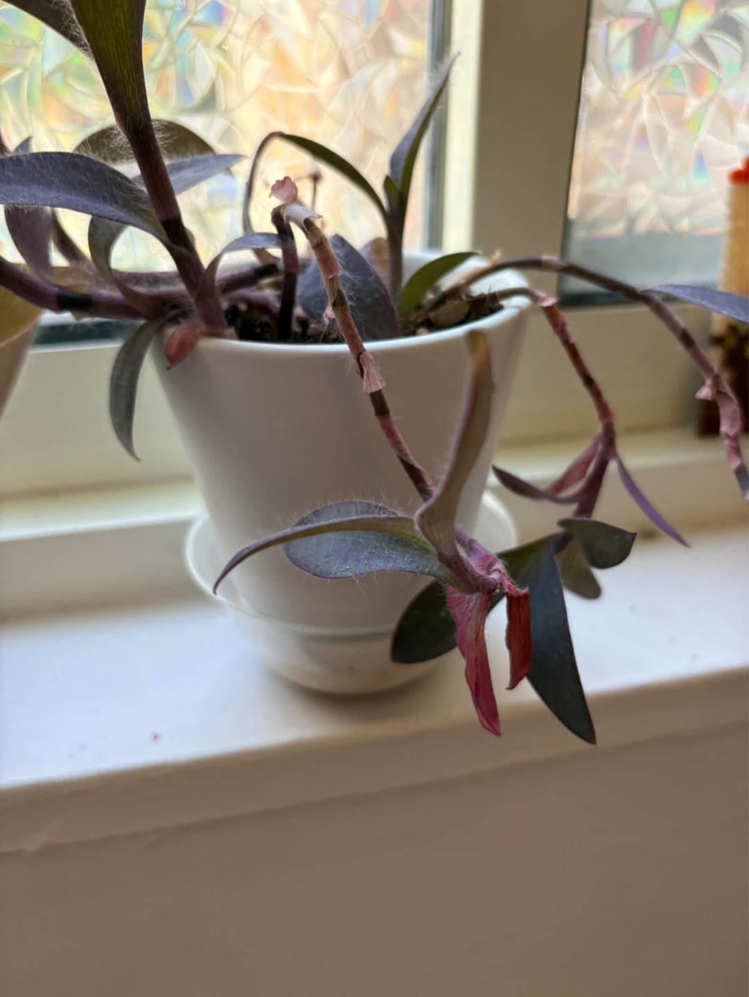 Purple Heart Plant in White Pot