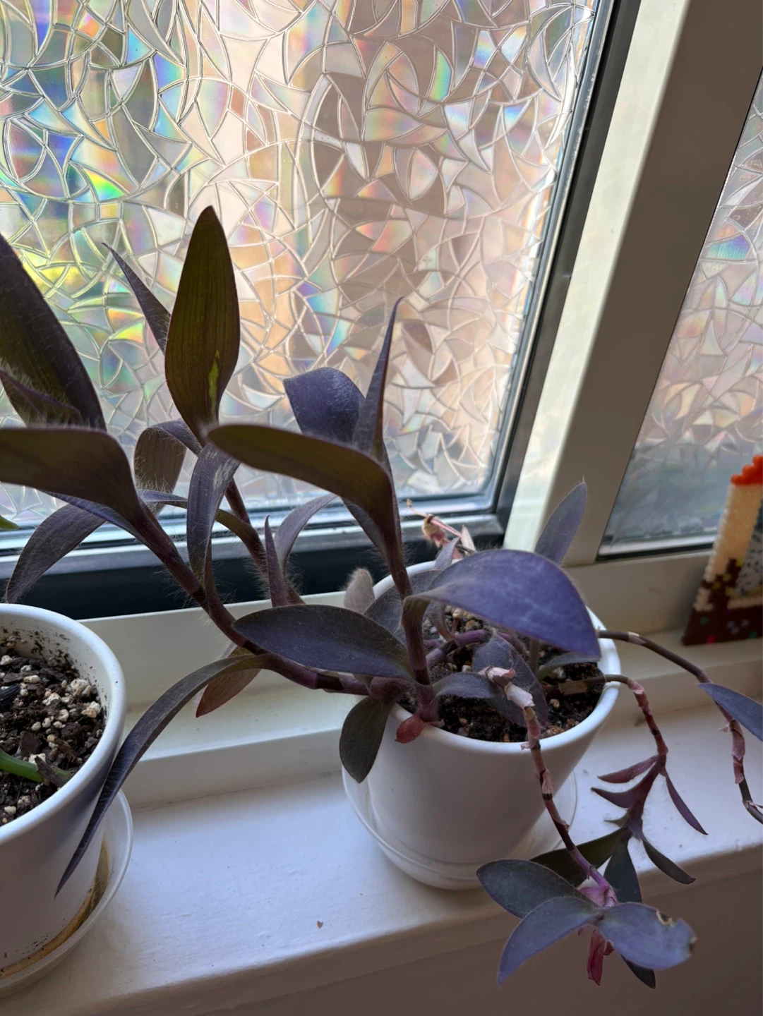 Purple Heart Plant in White Pot - photo 2