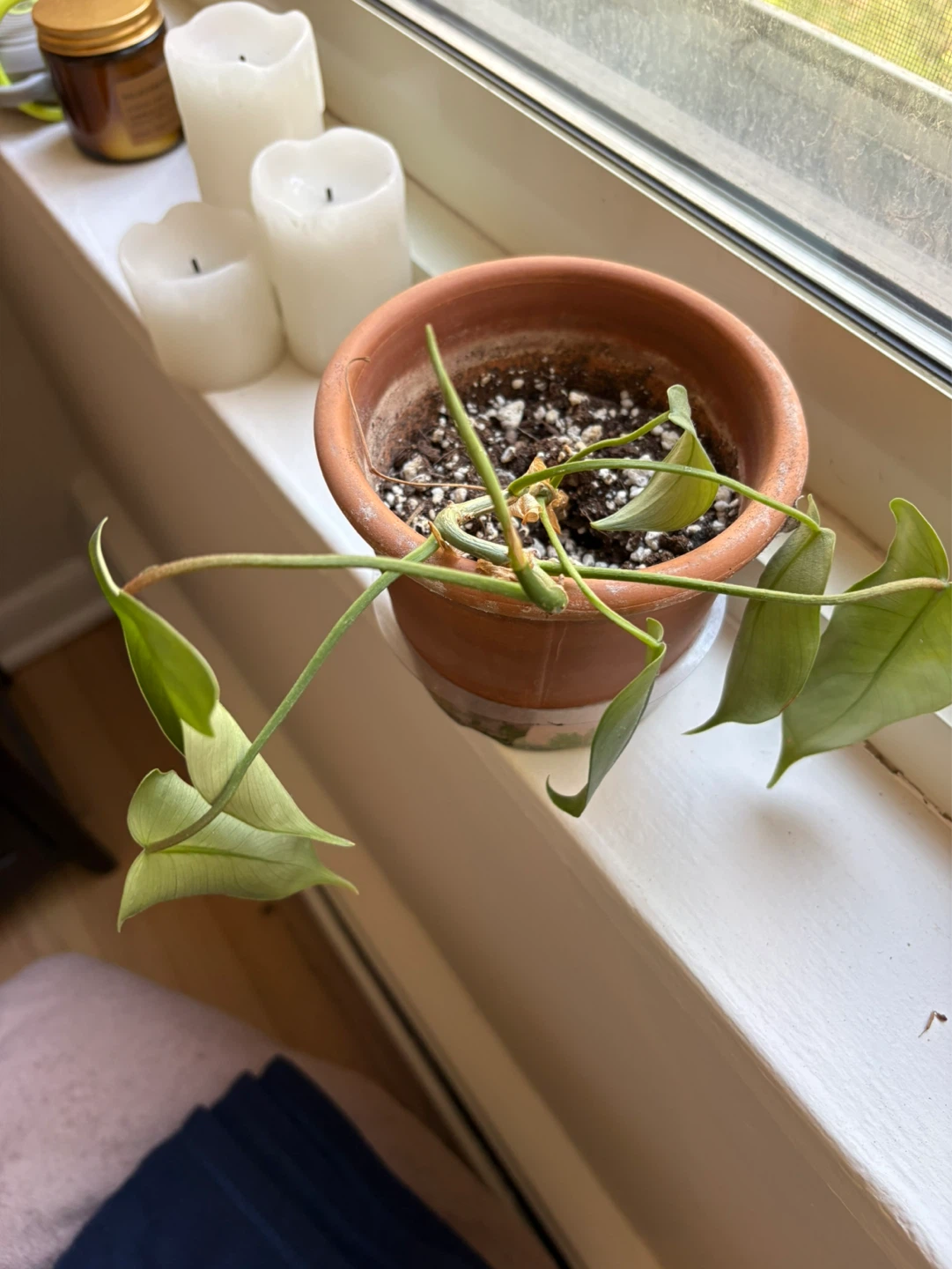 Potted Plant - photo 2