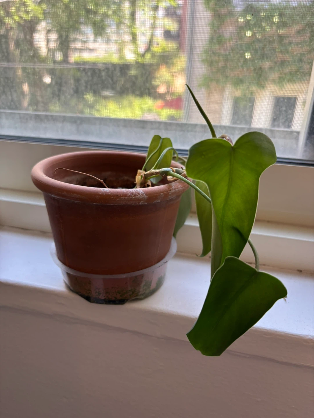 Potted Plant