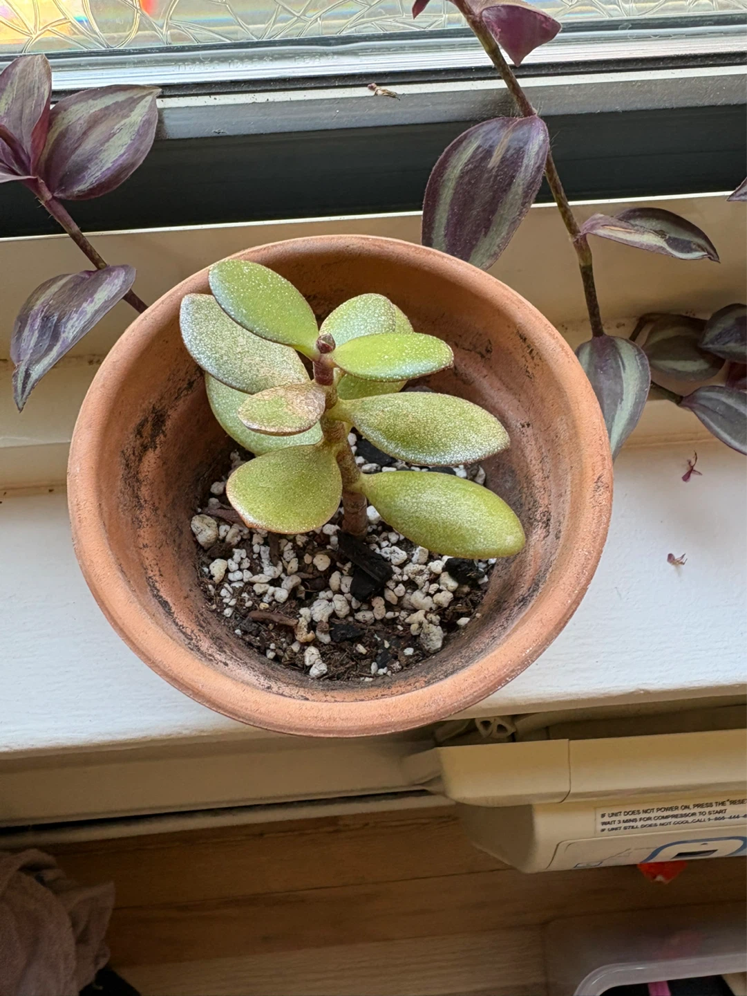 Jade Plant in Terracotta Pot