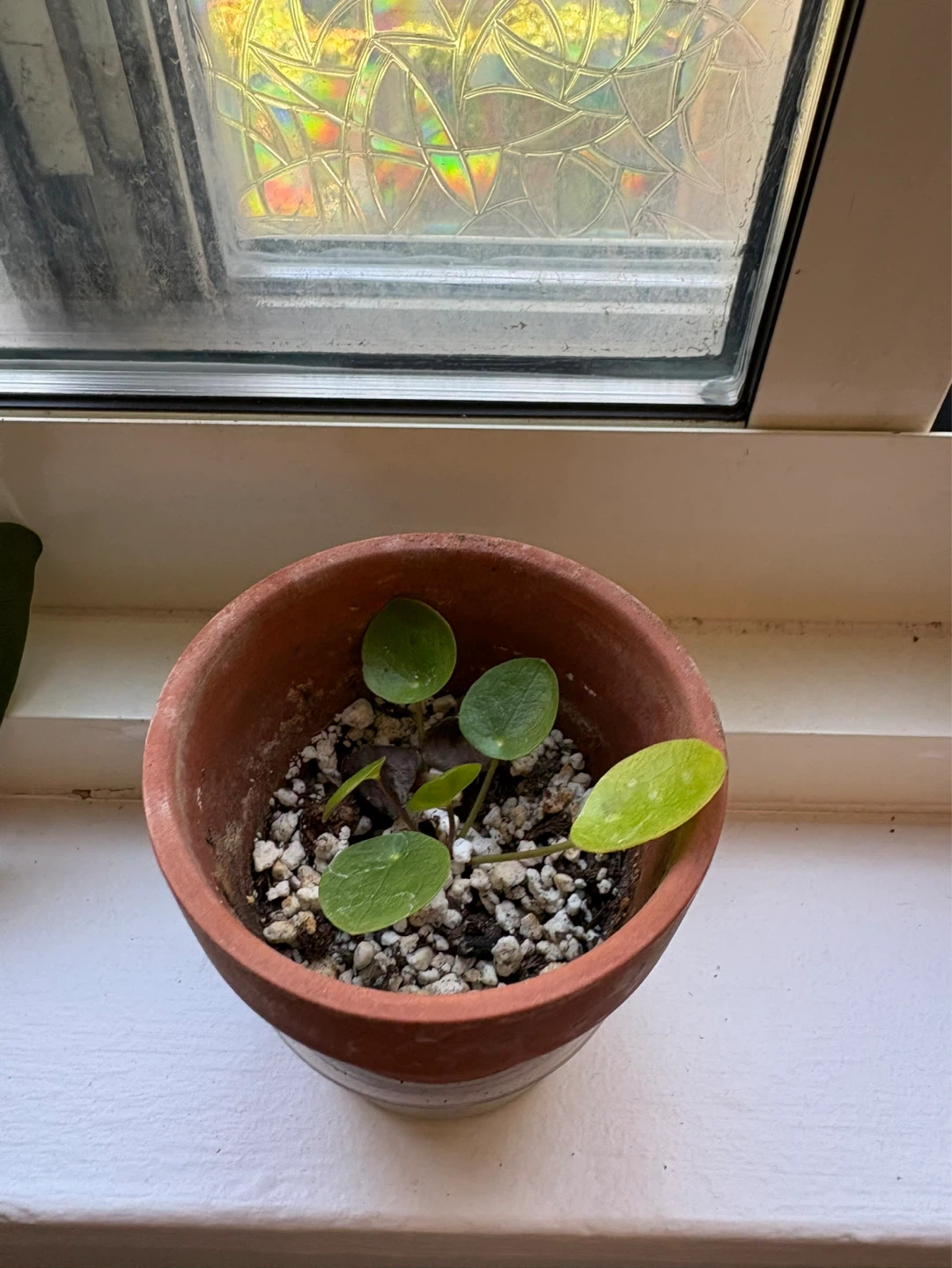 Mini Pilea Plant in Terracotta Pot