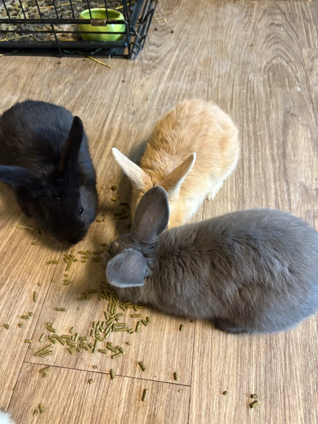 Three Baby Bunnies for Sale