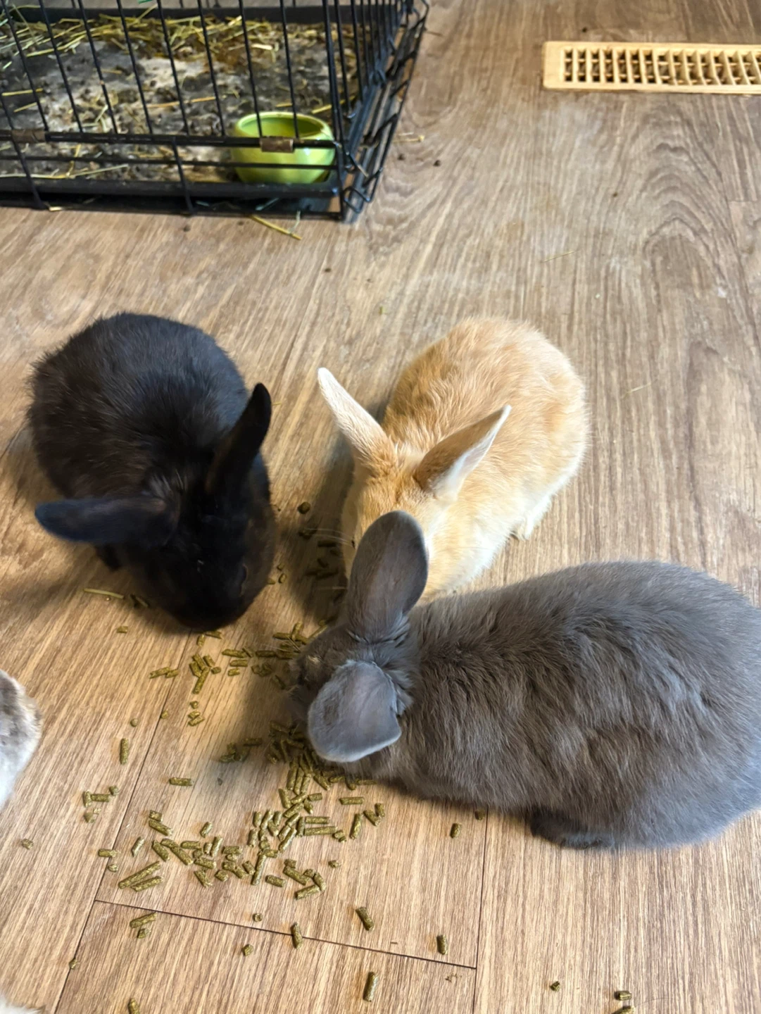Three Baby Bunnies for Sale - photo 2