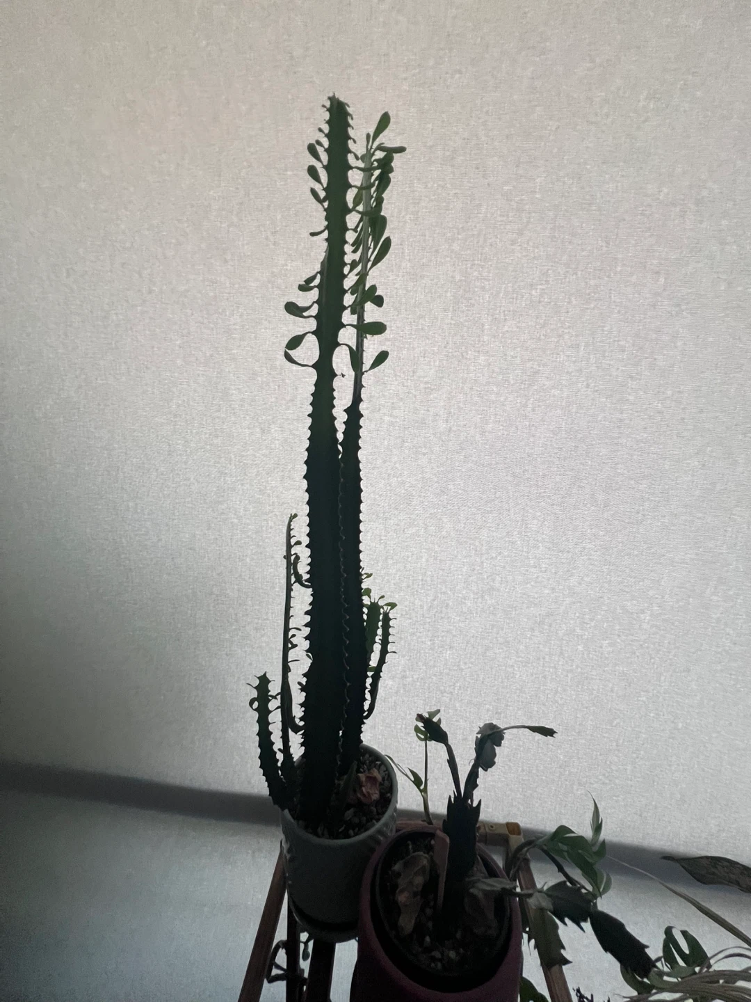 Various Houseplants & Plant Supplies - photo 2