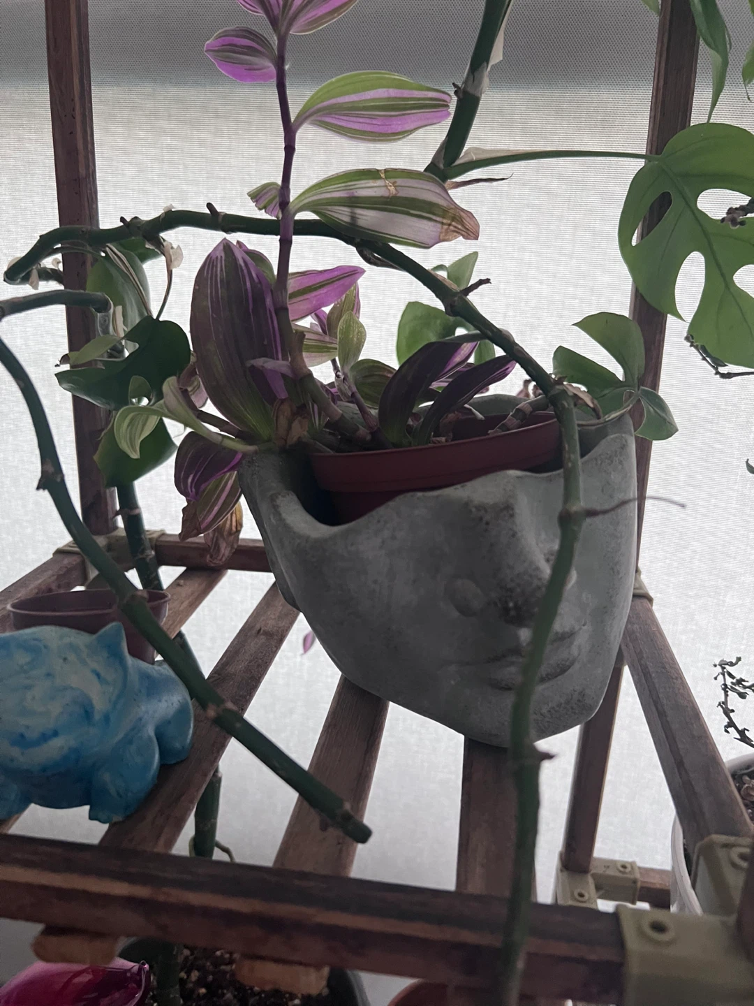 Various Houseplants & Plant Supplies - photo 4