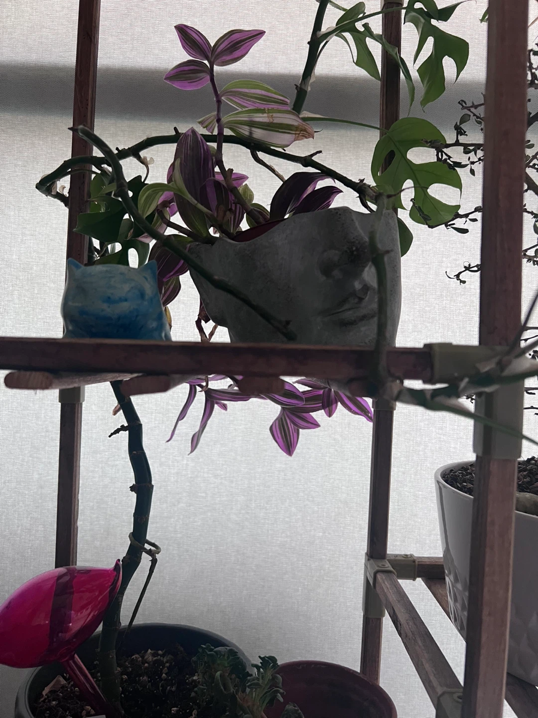 Various Houseplants & Plant Supplies - photo 5