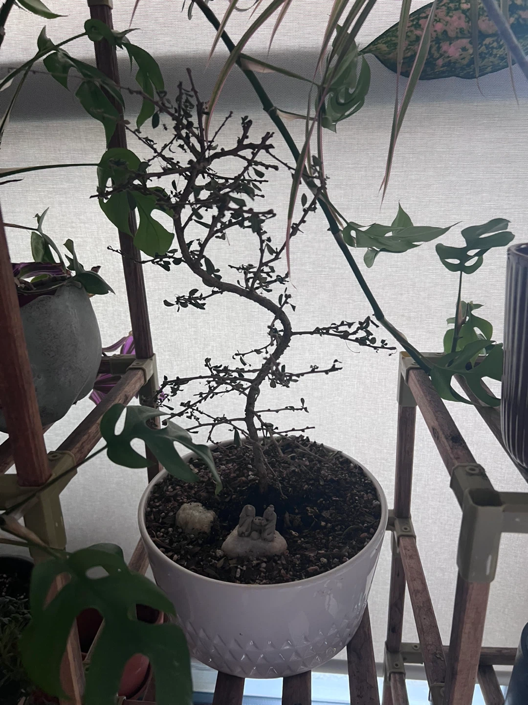 Various Houseplants & Plant Supplies - photo 4
