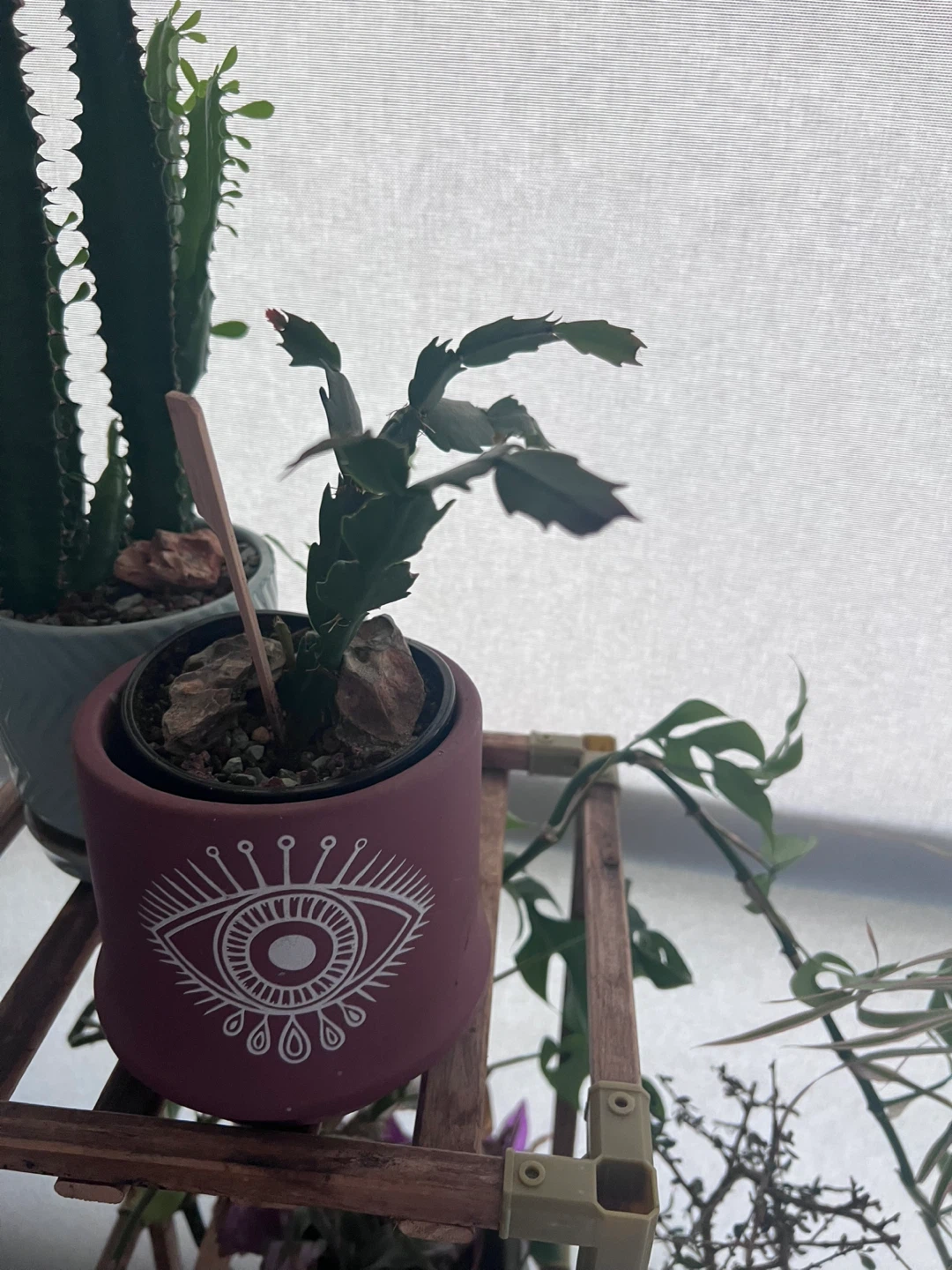Various Houseplants & Plant Supplies - photo 3