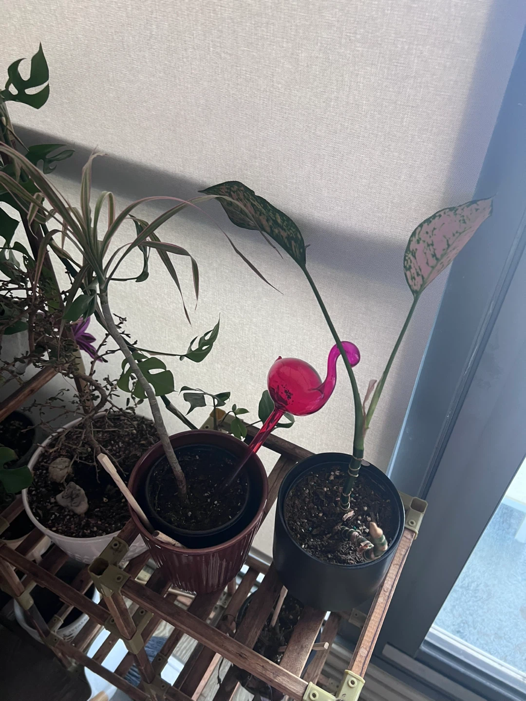 Various Houseplants & Plant Supplies - photo 5