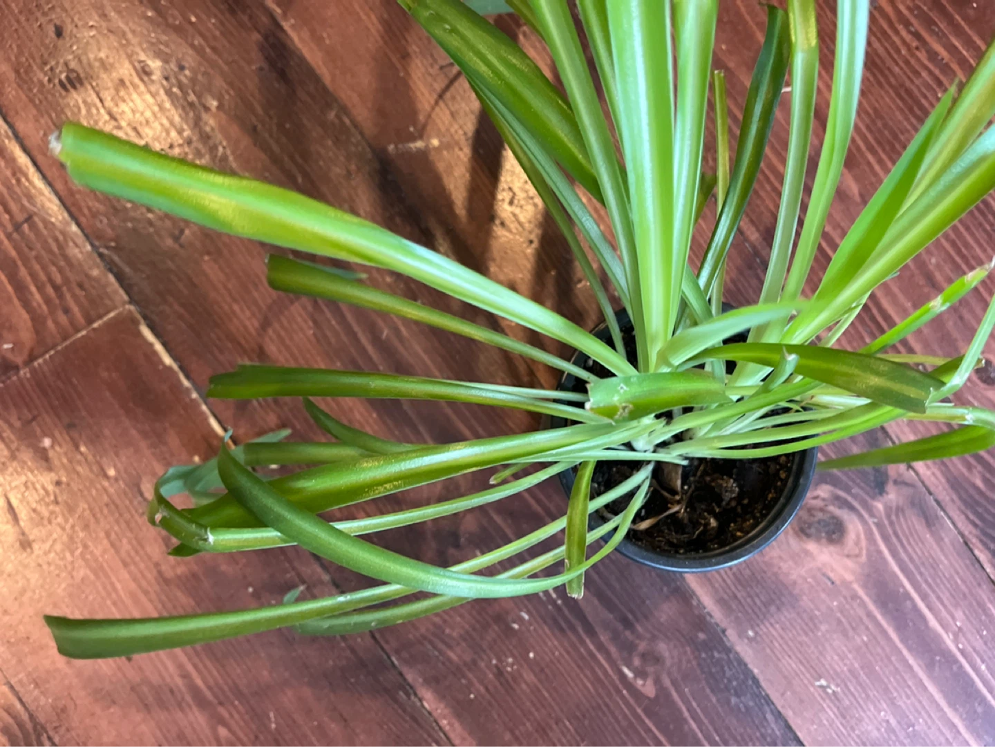 Spider plant