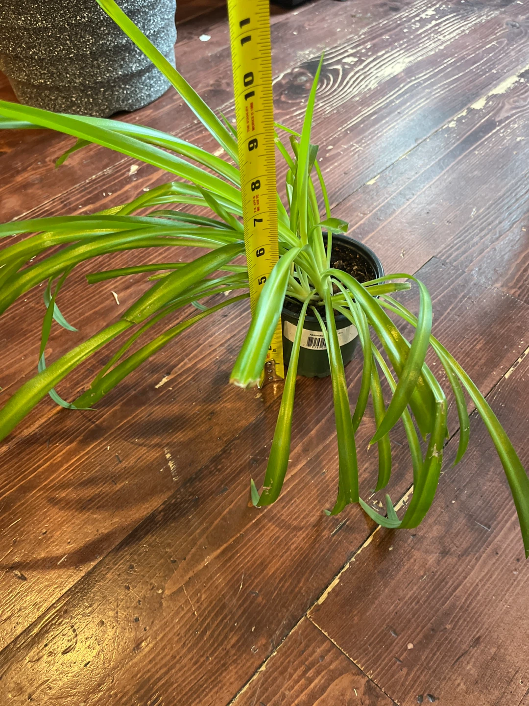 Spider plant - photo 2
