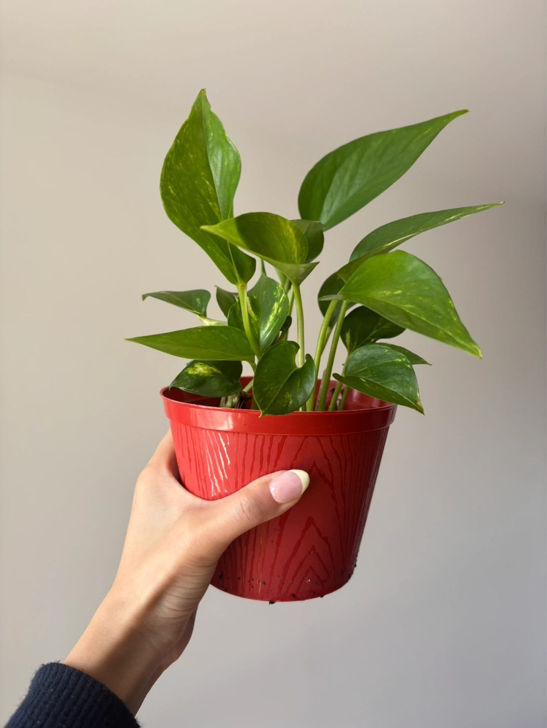 Golden Pothos Plant - photo 2