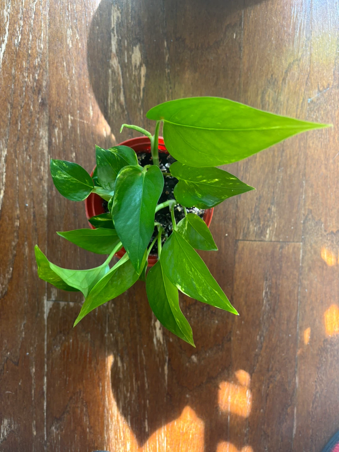 Golden Pothos Plant