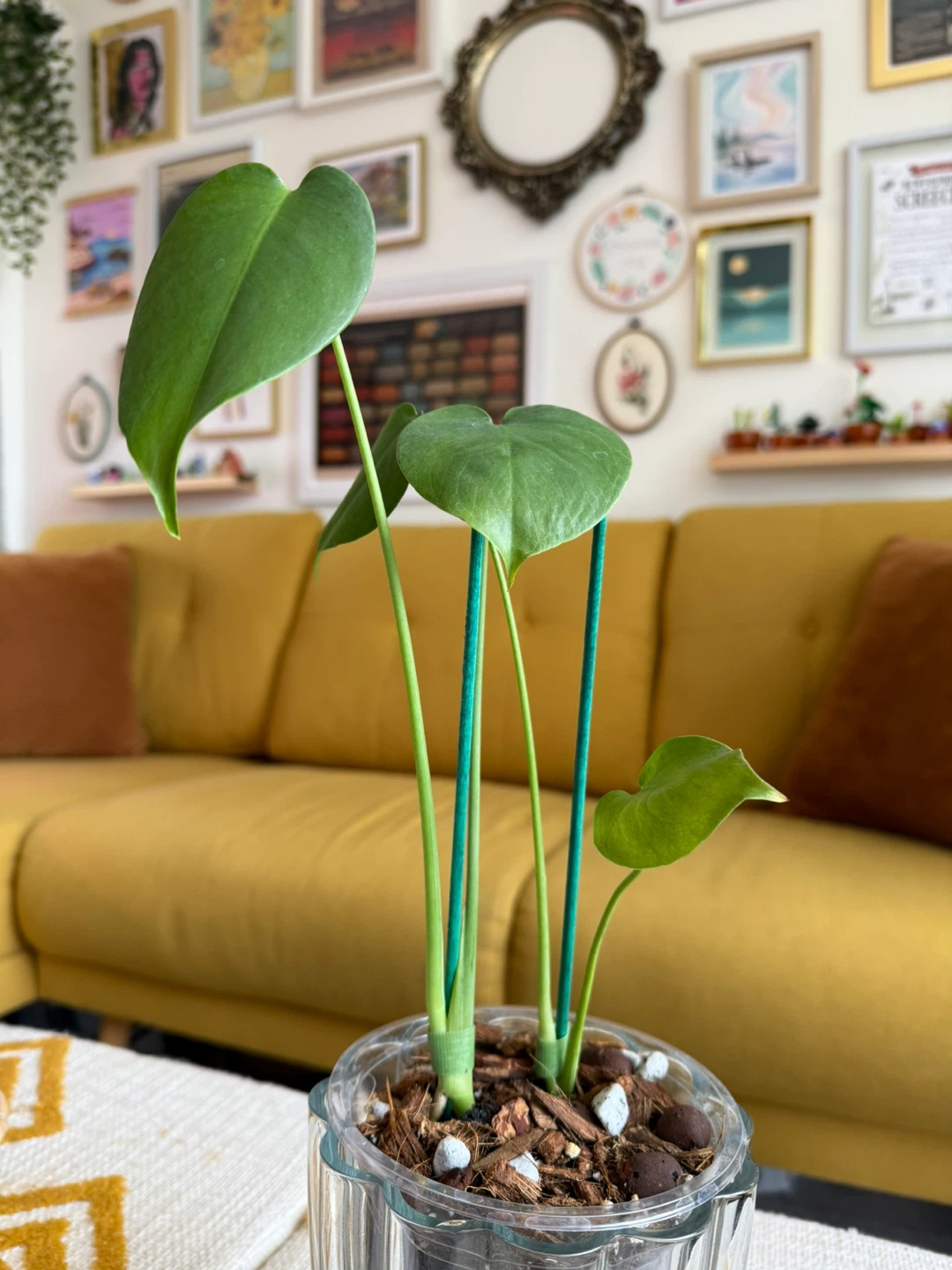 Self-watering Monstera in Glass vase pot - photo 2