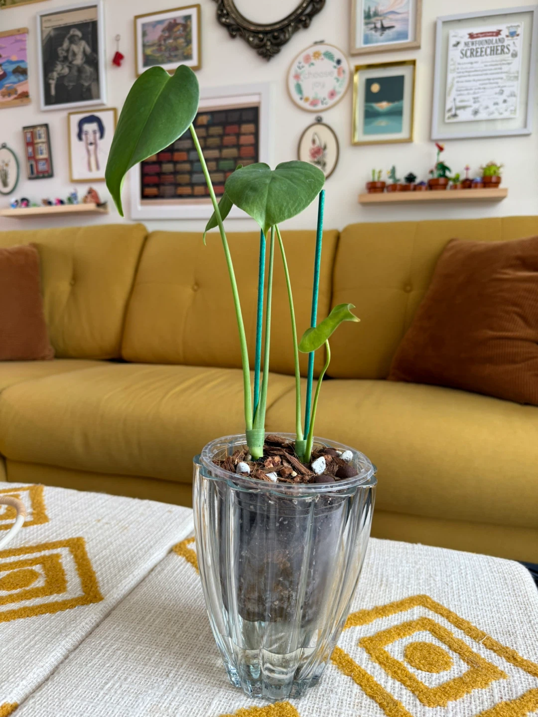 Self-watering Monstera in Glass vase pot