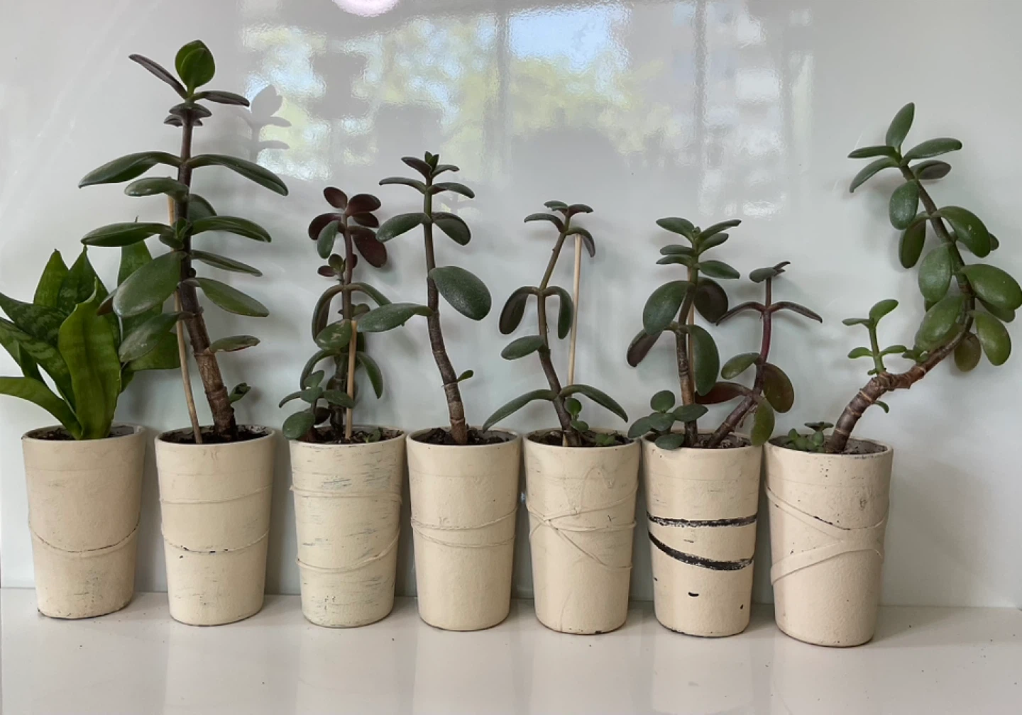 Jade plants and snake plant in pots