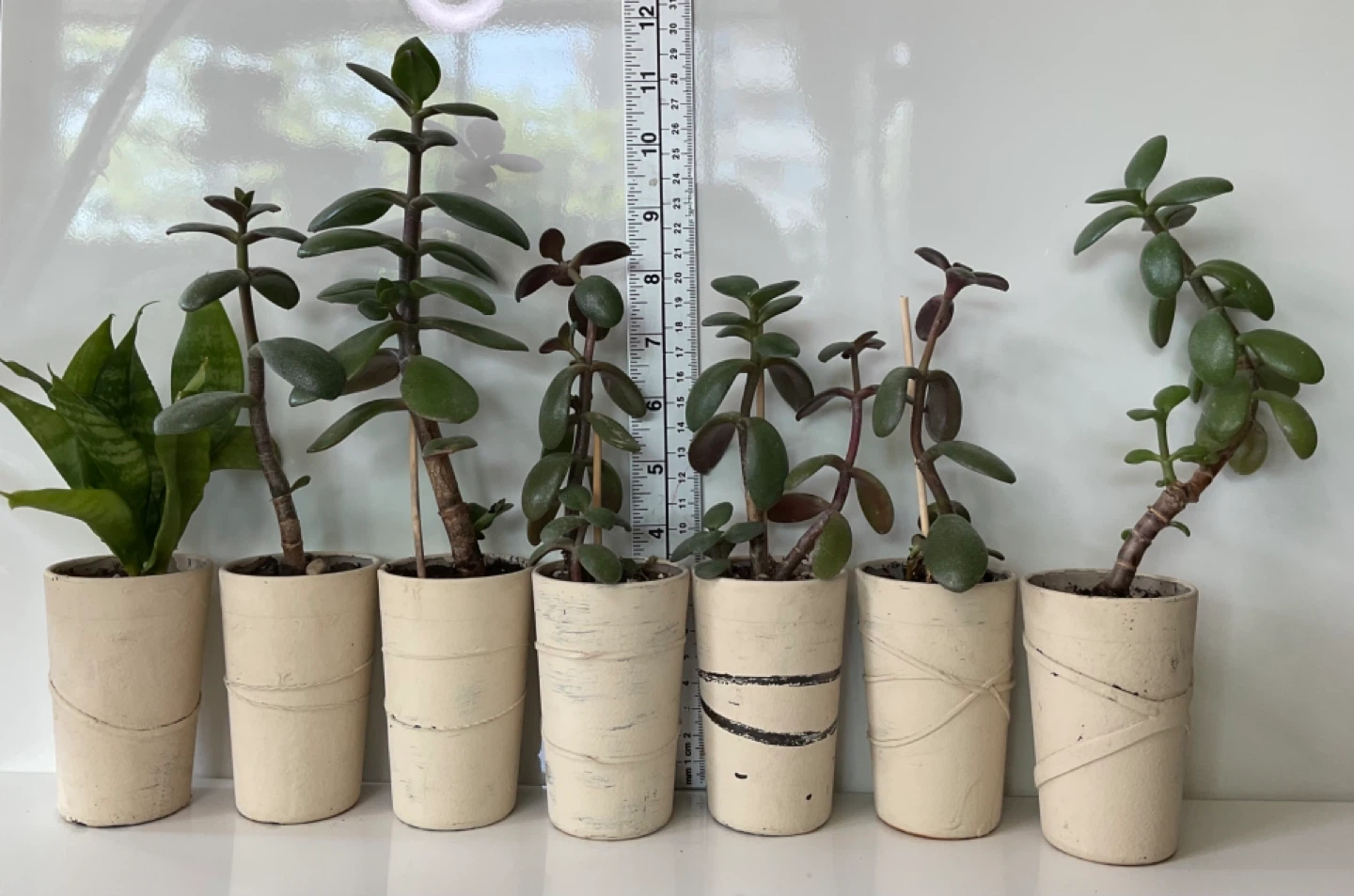 Jade plants and snake plant in pots - photo 2