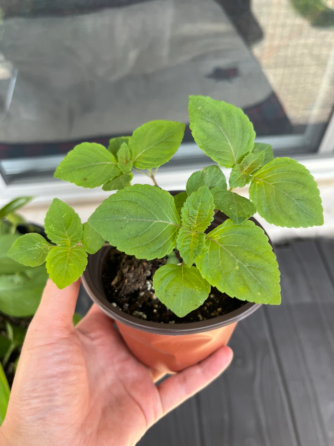 Shiso Plants - Japanese Basil 4inch pot - photo 2