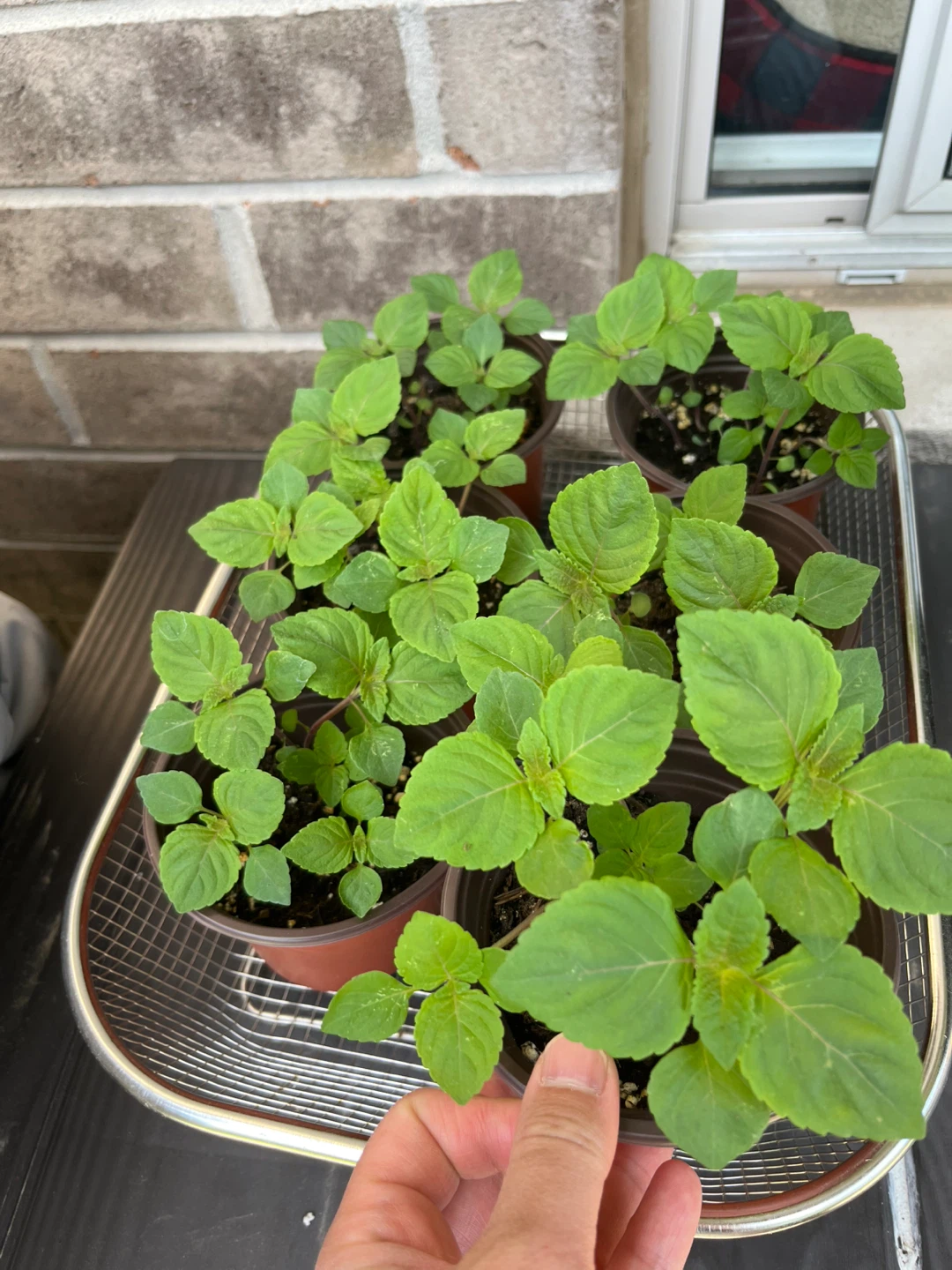 Shiso Plants - Japanese Basil 4inch pot - photo 3