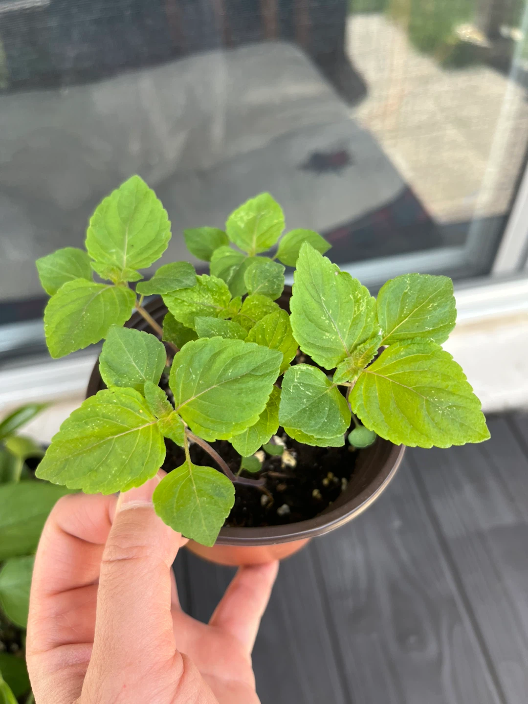 Shiso Plants - Japanese Basil 4inch pot