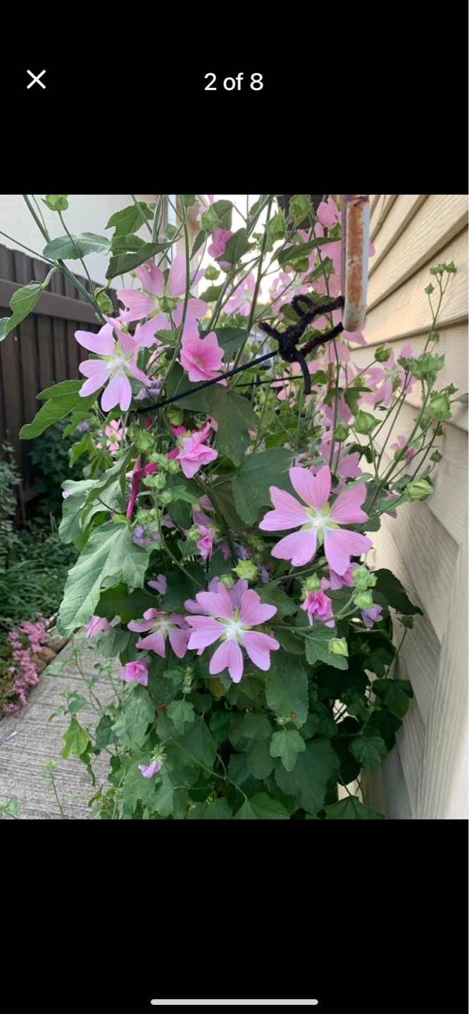 Assorted Perennial Flowers