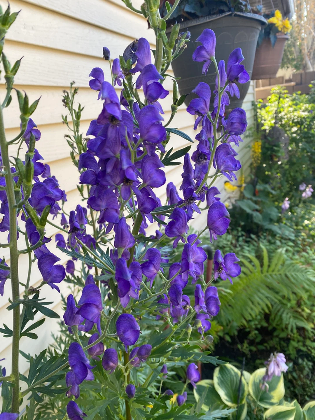 Assorted Perennial Flowers - photo 3