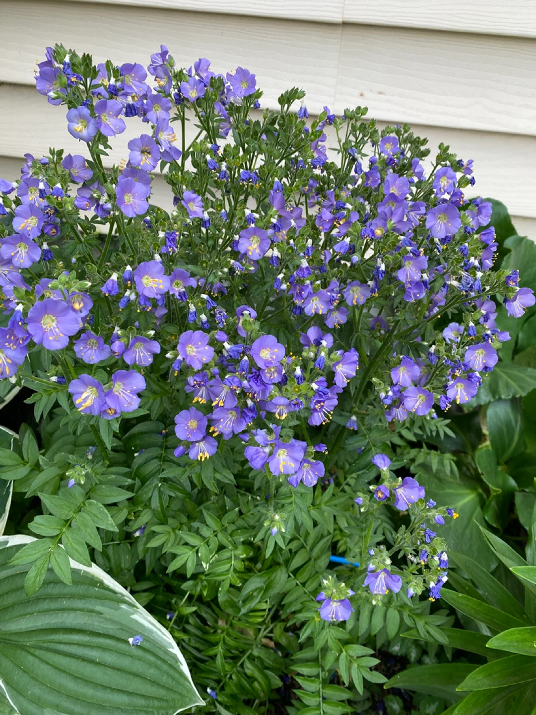 Assorted Perennial Flowers - photo 4
