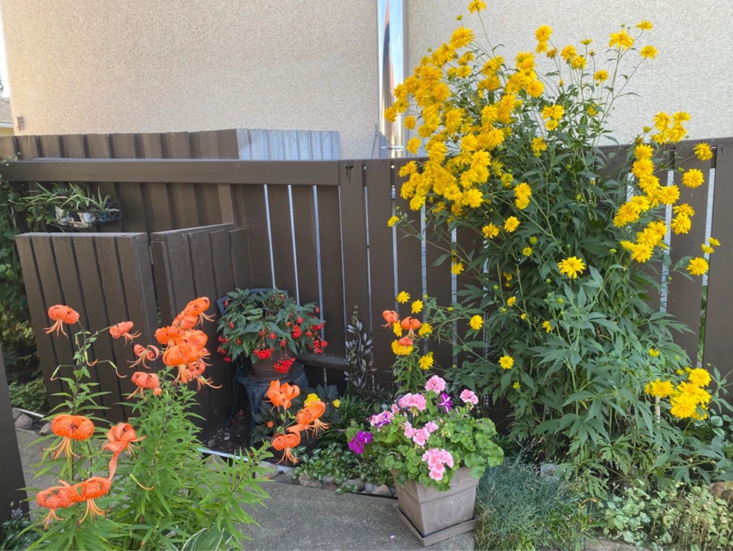 Assorted Perennial Flowers - photo 2