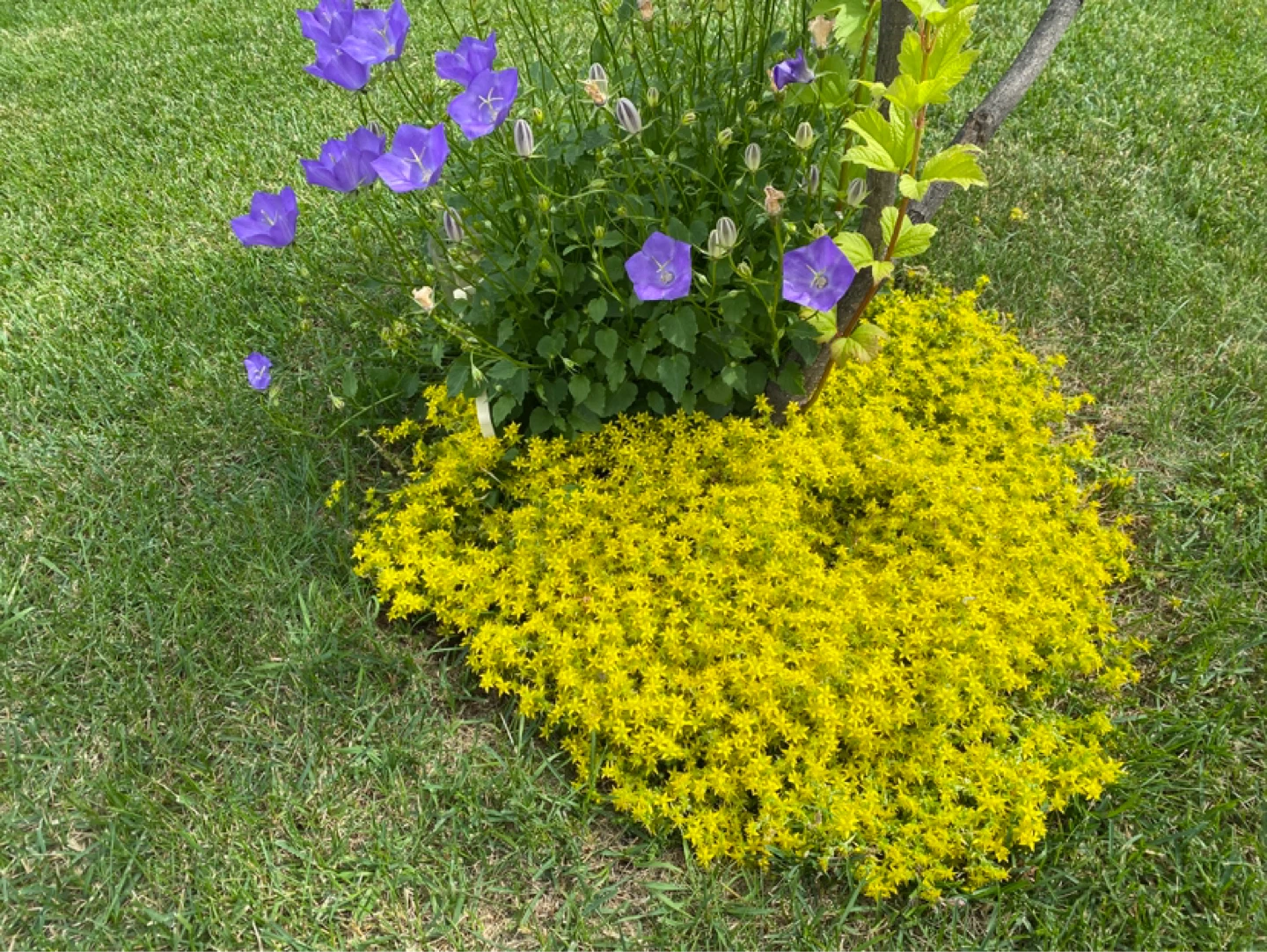 Assorted Perennial Flowers - photo 5